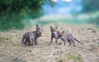 Three foxes field trees foggy - dry free wallpaper