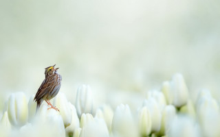 Small bird white flower field - a small bird free wallpaper