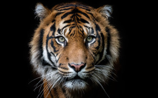 Tiger closeup black background wildlife - a tiger free wallpaper