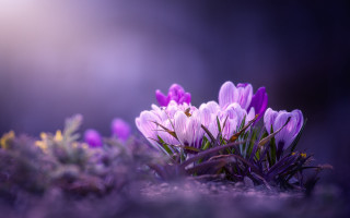 Purple flower field macro blurry 9 - the background and a blurry background free wallpaper
