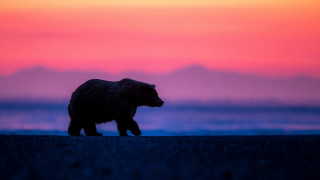 Bear sunset field pink blue - sunset free wallpaper