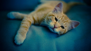 Cat blurry blue eyes resting 2 - the back of the couch free wallpaper