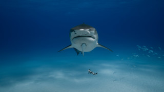 Shark smallfish diver ocean precisionism - a shark swimming in the ocean free wallpaper