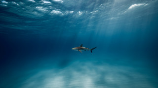 Shark ocean sky sunbeams underwater - a shark swimming in the ocean free wallpaper
