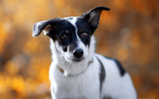 Black white dog field autumn - brown free wallpaper