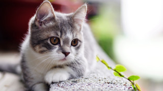 Cat serious look plant mouth - a ledge free wallpaper