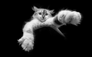 Cat toy paw black arabesque - a toy free wallpaper
