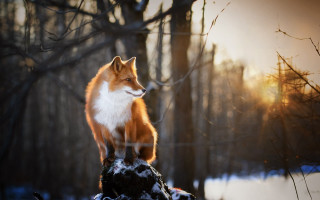 Fox rock snow forest trees - the background and a sun free wallpaper
