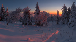 Sunset snowy trees trail winter - andrey ryabovichev free wallpaper