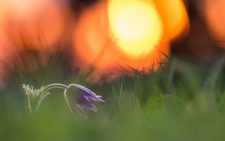 Purple flower grass sun macro - a purple flower free wallpaper