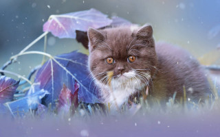 Cat grass umbrella snow rain - a cat free wallpaper