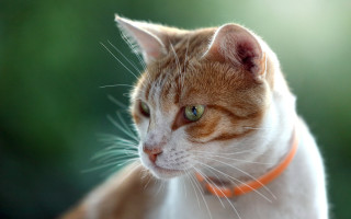 Cat collar looking distant blurry - a collar free wallpaper