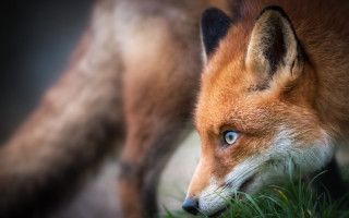 Fox blue eye grass macro - the foreground and a blurry background free wallpaper