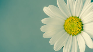 White flower green center blue 2 - the center of the flower free wallpaper