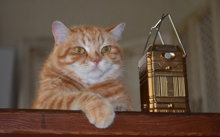 Cat clock radio tower shelf - a shelf free wallpaper