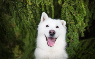 White dog standing in tree - a smile free wallpaper for desktop