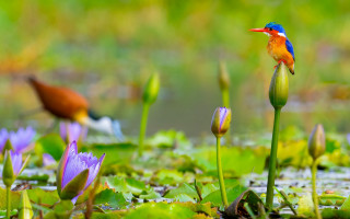 Colorful bird flower water lilies - other flower free wallpaper
