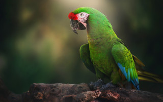 Green parrot red head branch - primitivism free wallpaper