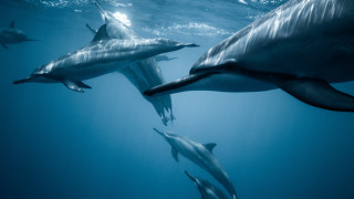 Dolphins ocean sunlight underwater person - a sun free wallpaper