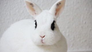 White rabbit sad face photorealistic - a white wall behind free wallpaper