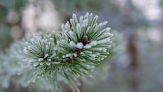 Pine snow needles macro winter - a close up of a pine tree free wallpaper