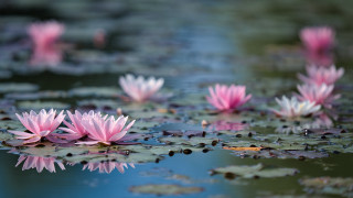 Pink flowers lake butterfly bokeh 2 - top of a lake free wallpaper