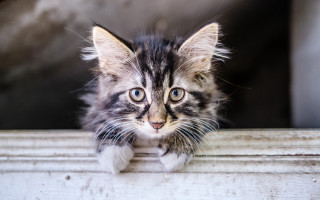 Small kitten window blur blue - the window sill free wallpaper