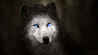 Wolf blue eyes digital painting - free dogs wallpaper for desktop