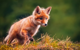 Fox field forest dandelion shiba - top of a grass free wallpaper