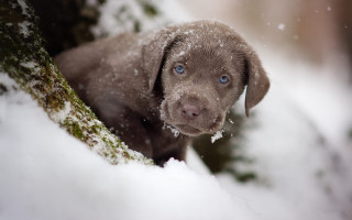 Puppy snowy tree blue eyes - a puppy free wallpaper