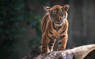 Tiger walking fallen tree forest - fallen free wallpaper