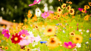 Field flowers house blurry photo - a field of flowers free wallpaper