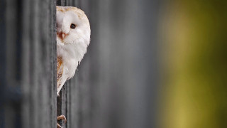 White owl perched metal bar - a blurry background of trees and grass free wallpaper
