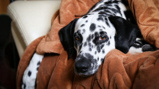 Dalmatian couch blanket pillow blurry - a pillow free wallpaper