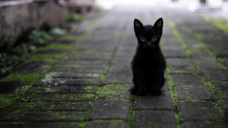 Black kitten rainy gothic puzzle - gothic free wallpaper for desktop