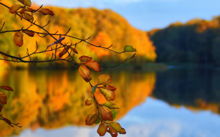 Tree leaves water autumn sky - impressionist free wallpaper