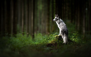 Dog rock woods sky trees - the sky and trees free wallpaper