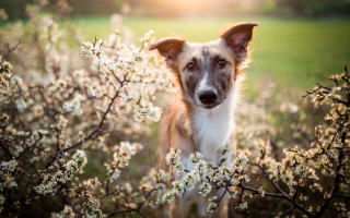 Dog flower field sunshine animal - a field of flowers free wallpaper
