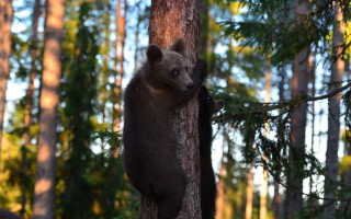 Bear climbing tree autumn bokeh - a bear free wallpaper