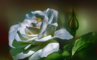 White rose green leaves dark 2 - a blurry effect free wallpaper