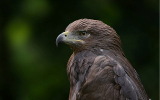 Bird prey closeup blurry trees - prey free wallpaper