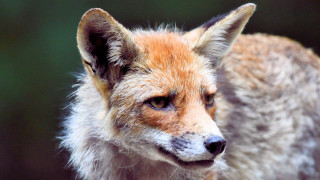 Small fox closeup blurry background - a blurry background of trees and grass free wallpaper