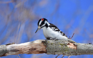 Bird branch blue sky puzzle - chica macnab free wallpaper for desktop