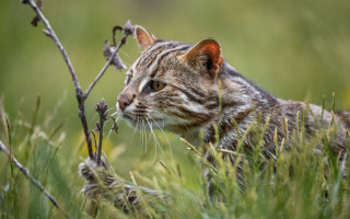 Cat grass outdoor nature blurry - the distance free wallpaper