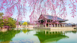 Pond pavilion cherry blossoms sky - a pond free wallpaper
