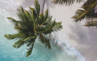 Palm beach blue water white - white sand free wallpaper
