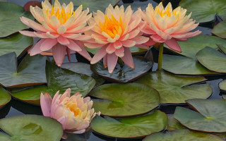 Pink water lilies pond floral - a pond of water lilies free wallpaper