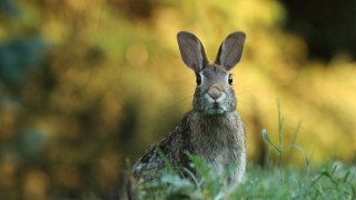 Rabbit grass bokeh nature animals - a blurry background of trees and bushes free wallpaper
