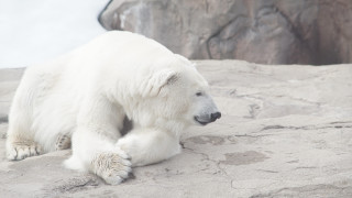 Polar bear rock zoo ecological 3 - the zoo free wallpaper