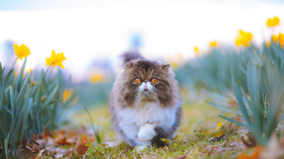 Cat flower field autumn blurry 2 - a field of flowers free wallpaper